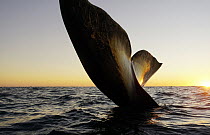 Southern Right Whale (Eubalaena australis) sailing at sunset, Peninsula Valdez, Argentina
