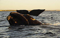 Southern Right Whale (Eubalaena australis) pair surfacing and sailing, Peninsula Valdez, Argentina