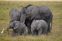 African Elephant (Loxodonta africana) mothers and calves, Amboseli National Park, Kenya