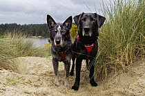 Domestic Dog (Canis familiaris) pair named Max and Scooby, scent detection dogs with Conservation Canines, on beach, Oregon Dunes National Recreation Area, Oregon