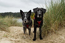 Domestic Dog (Canis familiaris) pair named Max and Scooby, scent detection dogs with Conservation Canines, on beach, Oregon Dunes National Recreation Area, Oregon