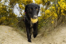 Domestic Dog (Canis familiaris) named Hooper, a scent detection dog with Conservation Canines, carrying toy, Oregon Dunes National Recreation Area, Oregon