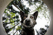 Domestic Dog (Canis familiaris) named Dio, a scent detection dog with Conservation Canines, smelling scent, Pack Forest, Eatonville, Washington