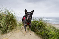 Domestic Dog (Canis familiaris) named Max, a scent detection dog with Conservation Canines, on beach, Oregon Dunes National Recreation Area, Oregon