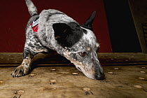 Domestic Dog (Canis familiaris) named Zilly, a scent detection dog with Conservation Canines, smelling scent detection training board, Pack Forest, Eatonville, Washington