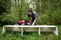 Domestic Dog (Canis familiaris) named Skye, a scent detection dog with Conservation Canines, being trained by field technician Suzie Marlow, Pack Forest, Eatonville, Washington