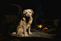 Domestic Dog (Canis familiaris) named Chester, a scent detection dog with Conservation Canines, at campfire, Pack Forest, Eatonville, Washington