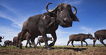 Cape Buffalo (Syncerus caffer) herd, Masai Mara, Kenya