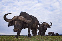 Cape Buffalo (Syncerus caffer) herd, Masai Mara, Kenya