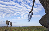 African Elephant (Loxodonta africana) trio, Masai Mara, Kenya