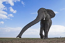 African Elephant (Loxodonta africana) smelling, Masai Mara, Kenya