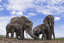 African Elephant (Loxodonta africana) herd drinking at waterhole, Masai Mara, Kenya