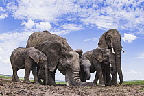 African Elephant (Loxodonta africana) herd drinking at waterhole, Masai Mara, Kenya