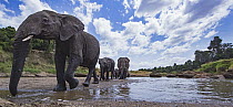 African Elephant (Loxodonta africana) herd on riverbank, Masai Mara, Kenya