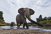African Elephant (Loxodonta africana) herd crossing river, Masai Mara, Kenya