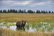 Grizzly Bear (Ursus arctos horribilis) cub feeding in wetland, Silver Salmon Creek, Lake Clark National Park, Alaska