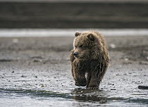 Grizzly Bear (Ursus arctos horribilis) cub on riverbank, Silver Salmon Creek, Lake Clark National Park, Alaska