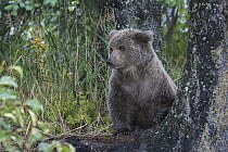 Grizzly Bear (Ursus arctos horribilis) cub, Silver Salmon Creek, Lake Clark National Park, Alaska