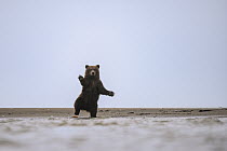 Grizzly Bear (Ursus arctos horribilis) cub standing on beach, Silver Salmon Creek, Lake Clark National Park, Alaska