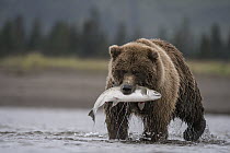 Grizzly Bear (Ursus arctos horribilis) with Coho Salmon (Oncorhynchus kisutch) prey, Lake Clark National Park, Alaska