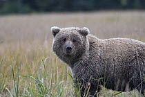 Grizzly Bear (Ursus arctos horribilis) sub-adult, Silver Salmon Creek, Lake Clark National Park, Alaska