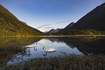 Trumpeter Swan (Cygnus buccinator) pair on lake in autumn, Tern Lake, Alaska