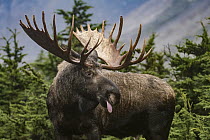 Alaska Moose (Alces alces gigas) bull sticking out tongue, Chugach State Park, Alaska