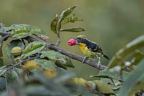 Gilded Barbet (Capito auratus) feeding on fruit, Putumayo, Colombia