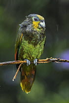 Orange-winged Parrot (Amazona amazonica) during rainfall, Putumayo, Colombia