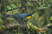 Yellow-throated Tanager (Iridosornis analis), Putumayo, Colombia