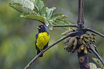 Hooded Mountain-Tanager (Buthraupis montana) during rainfall, Putumayo, Colombia