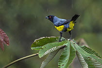 Hooded Mountain-Tanager (Buthraupis montana) during rainfall, Putumayo, Colombia