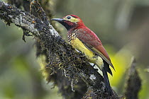 Crimson-mantled Woodpecker (Colaptes rivolii), Putumayo, Colombia