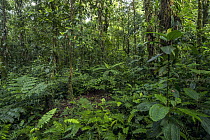 Rainforest, Putumayo, Colombia