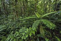 Tree fern in rainforest, Putumayo, Colombia