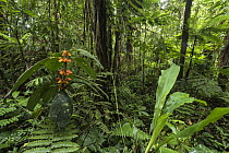 Rainforest, Putumayo, Colombia