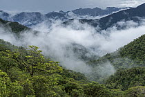 Rainforest in mist, Putumayo, Colombia