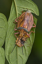 Stink Bug (Pentatomidae) guarding eggs, Putumayo, Colombia