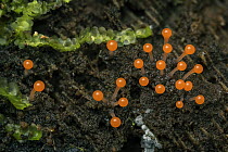 Orange fungus, Putumayo, Colombia