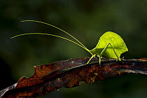 Katydid (Tettigoniidae), Putumayo, Colombia