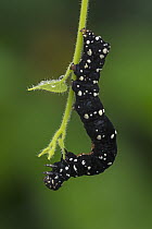 Moth caterpillar, Putumayo, Colombia