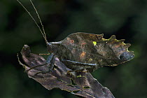 Katydid (Tettigoniidae) female mimicking a dead leaf, Putumayo, Colombia