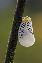 Flatid Planthopper (Poekilloptera phalaenoides), Putumayo, Colombia