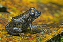 Banded Robber Frog (Pristimantis taeniatus), Putumayo, Colombia