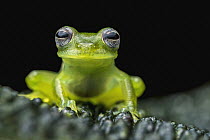 Santa Cecilia Cochran Frog (Cochranella midas), Putumayo, Colombia
