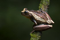 Tree Frog (Dendropsophus manonegra) showing day coloration, newly discovered species, Putumayo, Colombia. Sequence 1 of 2