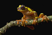 Buckley's Slender-legged Treefrog (Osteocephalus buckleyi), Putumayo, Colombia