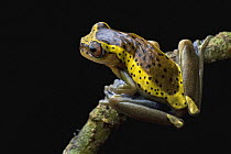 Tree Frog (Dendropsophus manonegra) showing night coloration, newly discovered species, Putumayo, Colombia. Sequence 2 of 2