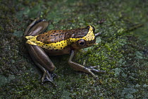 Tree Frog (Dendropsophus manonegra) showing night coloration, newly discovered species, Putumayo, Colombia