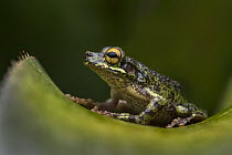Buckley's Slender-legged Treefrog (Osteocephalus buckleyi), Putumayo, Colombia